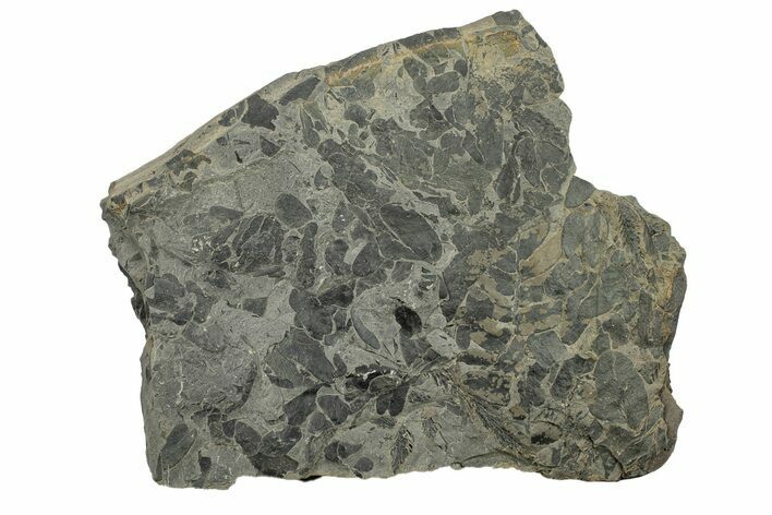 Pennsylvanian Fossil Flora Plate - Kentucky #258843